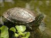 Jardin Botanico (15)